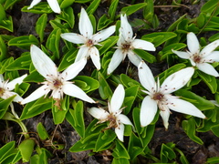 Caltha introloba