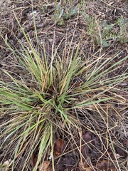 Nassella leucotricha