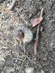 Oryctes nasicornis
