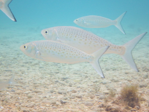 Giant kahawai (Arripis xylabion) — Arripidae — 2