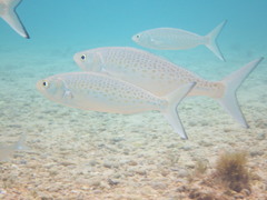 Arripis xylabion