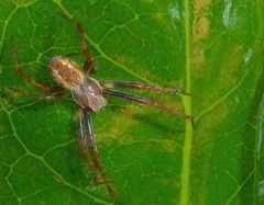 Novaranea queribunda