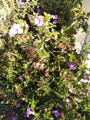 Barleria obtusa