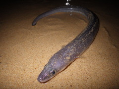 Conger wilsoni