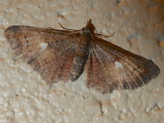 Pasiphila lunata