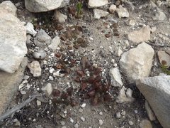 Haworthia mirabilis paradoxa