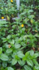 Leucauge blanda