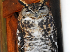 Bubo capensis