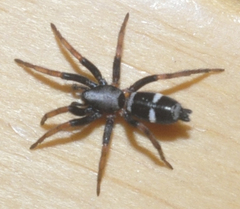 Sergiolus columbianus