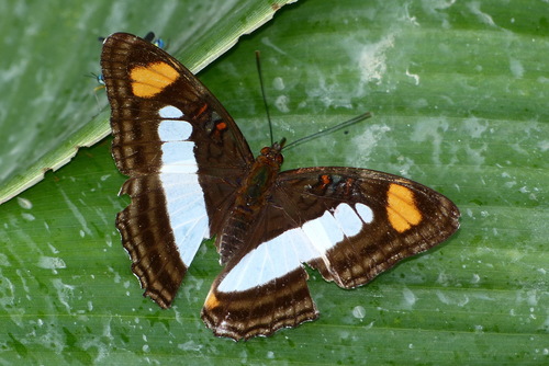 Subespecies Adelpha serpa diadochus · iNaturalist Mexico