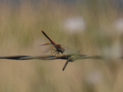 Sympetrum semicinctum