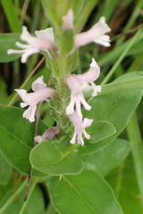 Striga bilabiata bilabiata