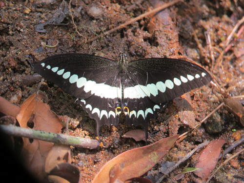 Malabar Banded Swallowtail