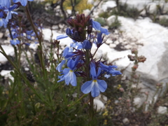 Lobelia valida