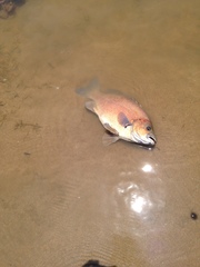 Hephaestus fuliginosus