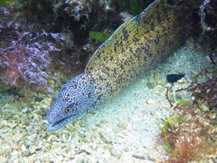 Gymnothorax annasona