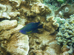 Neoglyphidodon polyacanthus