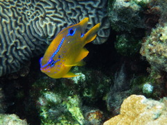 Neoglyphidodon polyacanthus