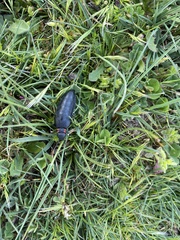 Physomeloe corallifer