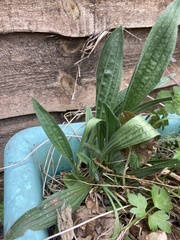 Plantago lanceolata