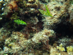 Anampses elegans