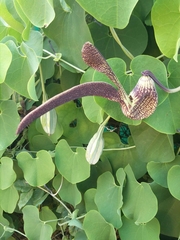 Aristolochia ringens