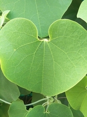 Aristolochia ringens