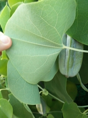 Aristolochia ringens