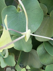 Aristolochia ringens