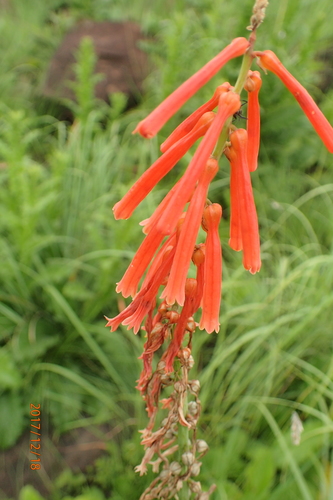 Image of Kniphofia laxiflora by no rights reserved