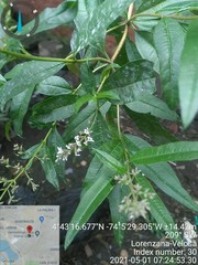 Aloysia citrodora