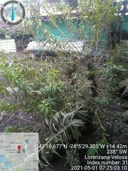 Aloysia citrodora