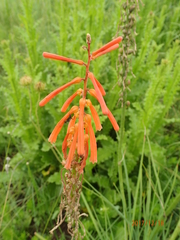 Kniphofia laxiflora