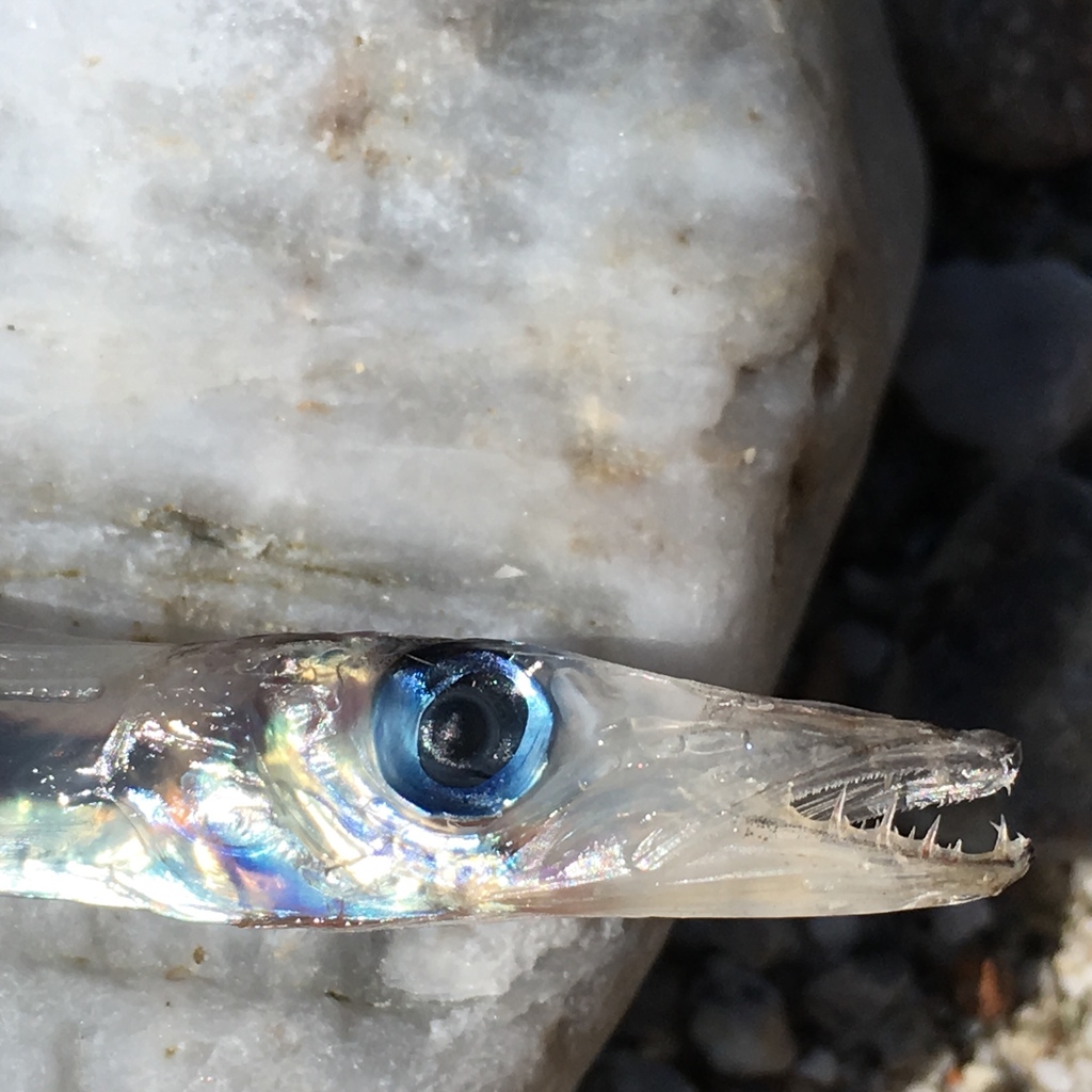 Barracudinas
