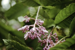 Palicourea lasiantha