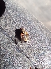 Diptera
