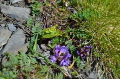 Oxytropis montana