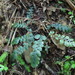 Black Hard Fern - Photo (c) Alice Shanks, some rights reserved (CC BY-NC), uploaded by Alice Shanks