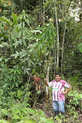 Dimerocostus argenteus