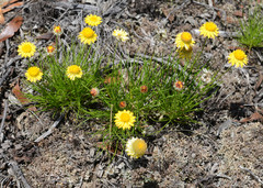 Leucochrysum graminifolium