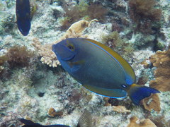 Acanthurus dussumieri