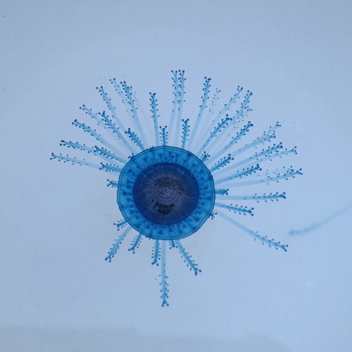 Blue Button, photo 6 of 7