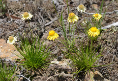 Leucochrysum graminifolium