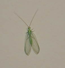 Chrysoperla externa