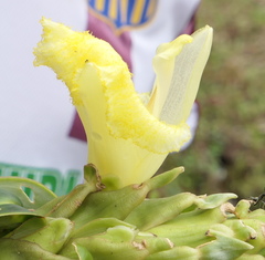 Dimerocostus argenteus