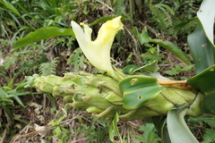 Dimerocostus argenteus