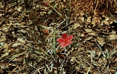 Hibiscus rhodanthus image