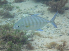 Ferdauia ferdau