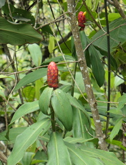 Costus scaber