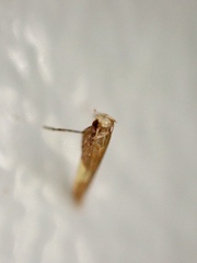 Caloptilia celtidis